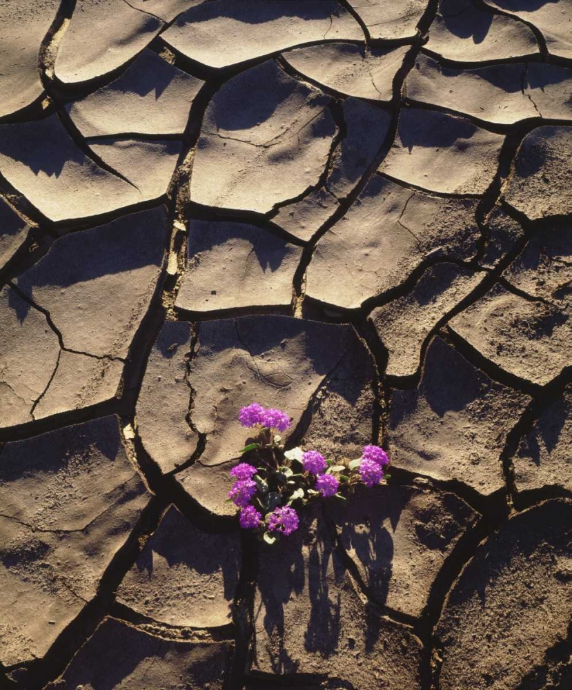 California, Anza-Borrego Desert Sand Verbena art print by Christopher Talbot Frank for $57.95 CAD