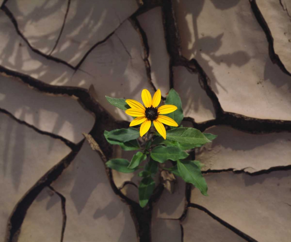 CA, Anza-Borrego Sunflower growing in Mud art print by Christopher Talbot Frank for $57.95 CAD