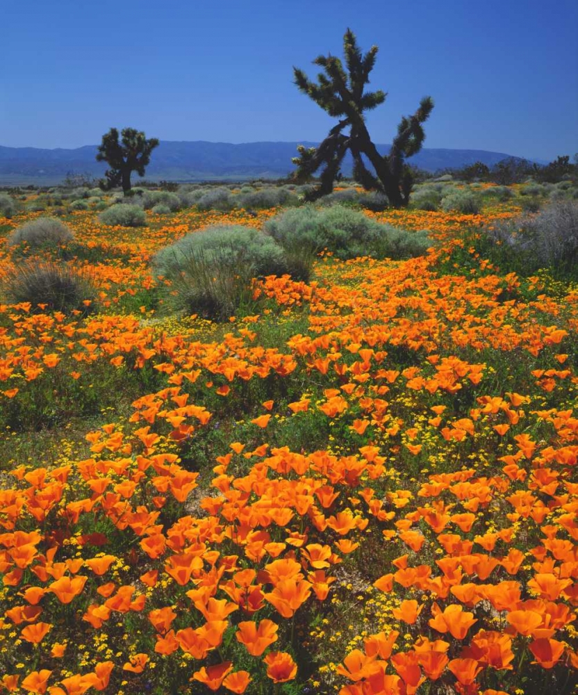 CA, California Poppies and a Joshua Tree art print by Christopher Talbot Frank for $57.95 CAD