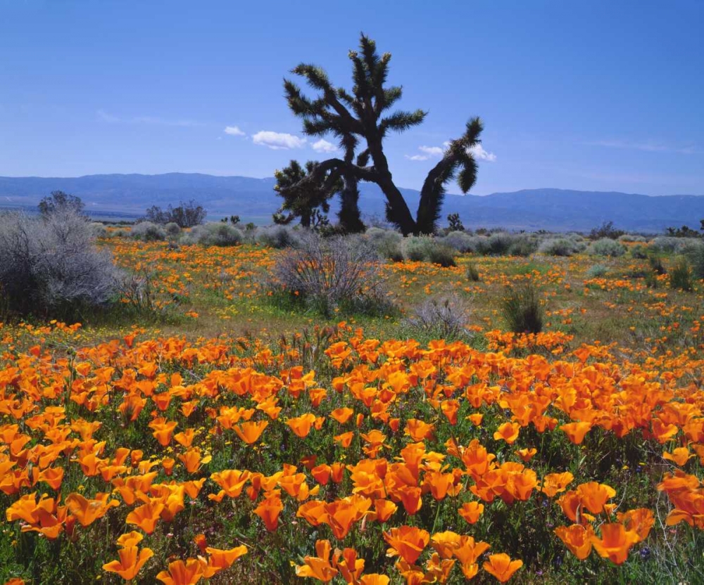CA, California Poppies and a Joshua Tree art print by Christopher Talbot Frank for $57.95 CAD
