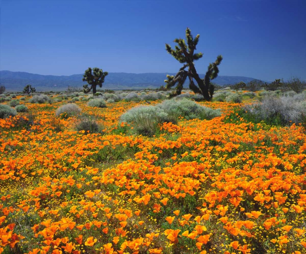CA, California Poppies and the Joshua Trees art print by Christopher Talbot Frank for $57.95 CAD