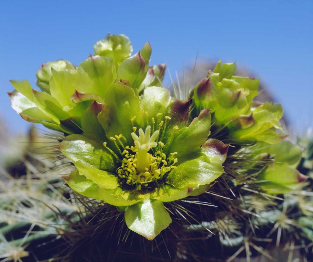 CA, Cholla Cactus flowers in Valley of the Moon art print by Christopher Talbot Frank for $57.95 CAD