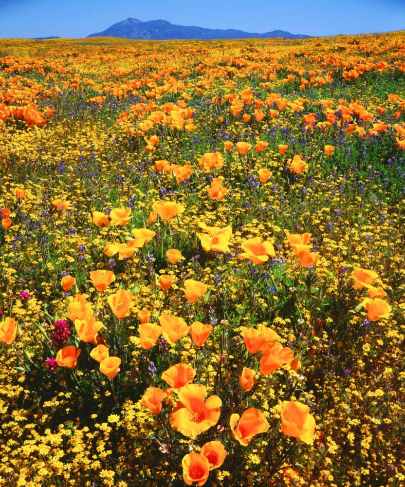 CA, Cleveland NF California poppies cover a hill art print by Christopher Talbot Frank for $57.95 CAD