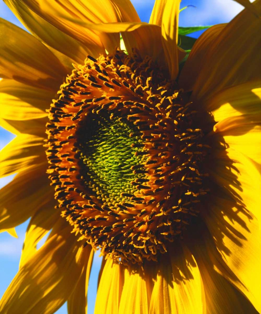 USA, California, Close-up of a sunflower art print by Christopher Talbot Frank for $57.95 CAD