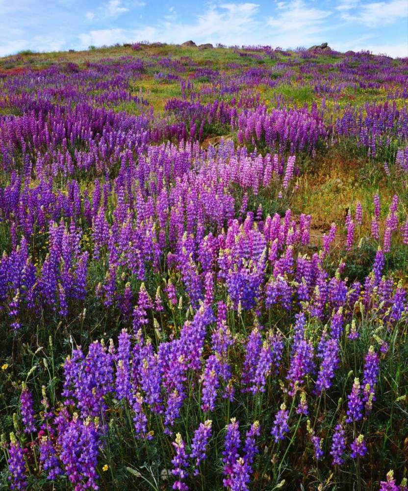 CA, Cuyamaca Rancho SP Lupines bloom art print by Christopher Talbot Frank for $57.95 CAD