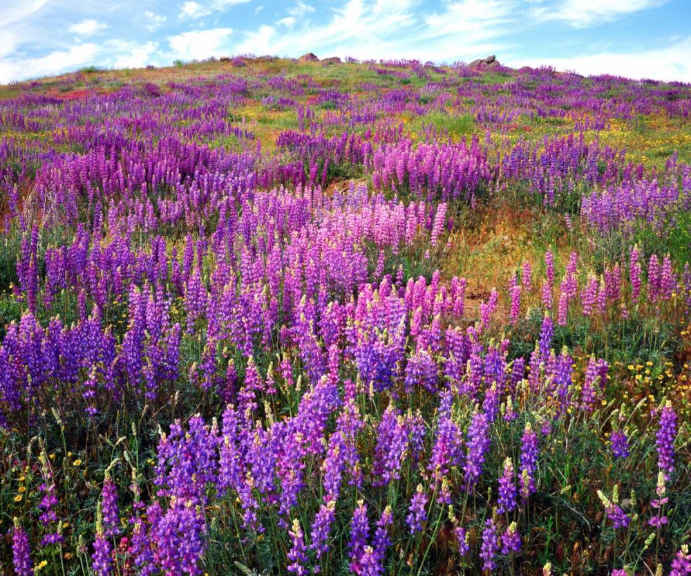 California, Cuyamaca Rancho SP Lupine flowers art print by Christopher Talbot Frank for $57.95 CAD
