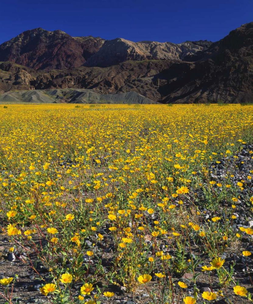 California, Death Valley NP Desert sunflowers art print by Christopher Talbot Frank for $57.95 CAD