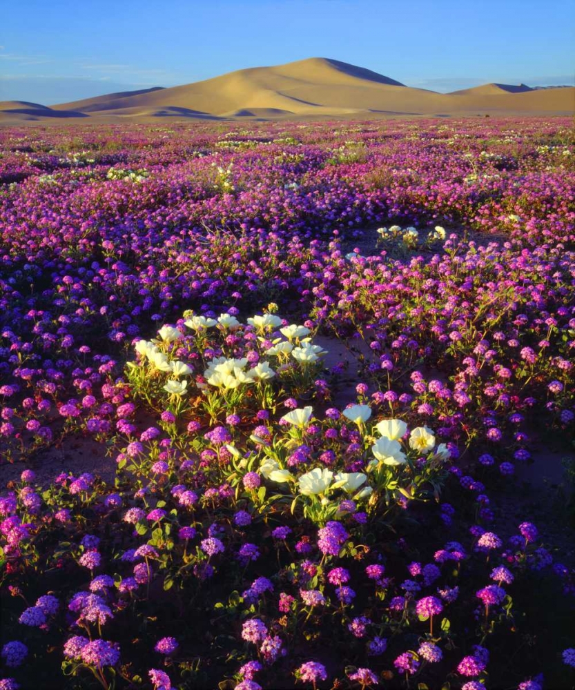 CA, desert wildflowers at the Dumont Dunes art print by Christopher Talbot Frank for $57.95 CAD