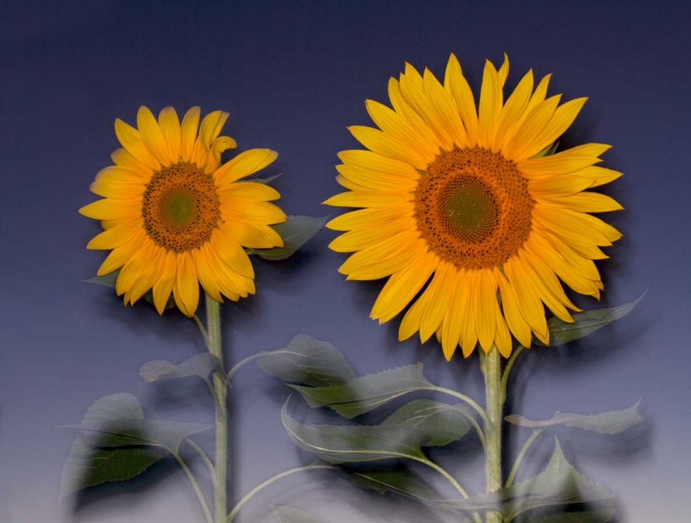 CA, Hybrid sunflowers blowing in the wind at dusk art print by Christopher Talbot Frank for $57.95 CAD