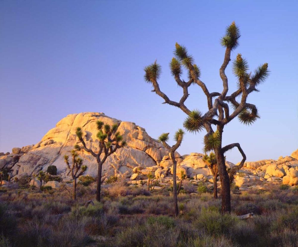 California, Joshua Tree NP Desert Landscape art print by Christopher Talbot Frank for $57.95 CAD