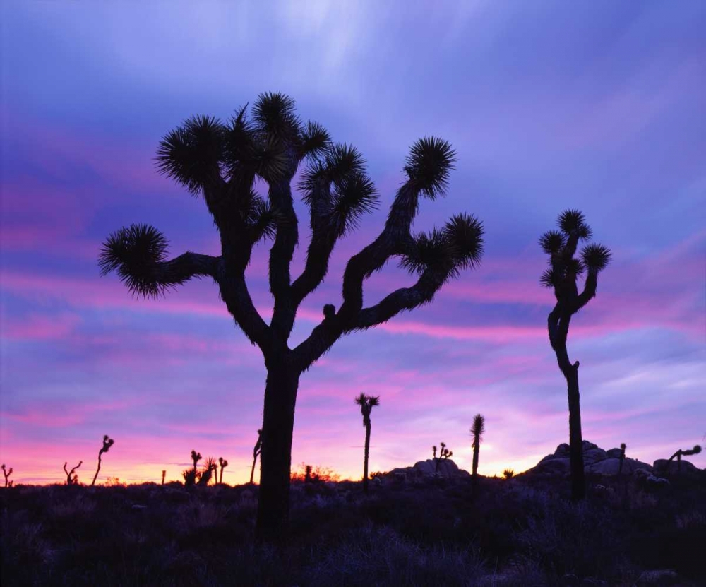 California, Joshua Tree NP at Sunrise art print by Christopher Talbot Frank for $57.95 CAD