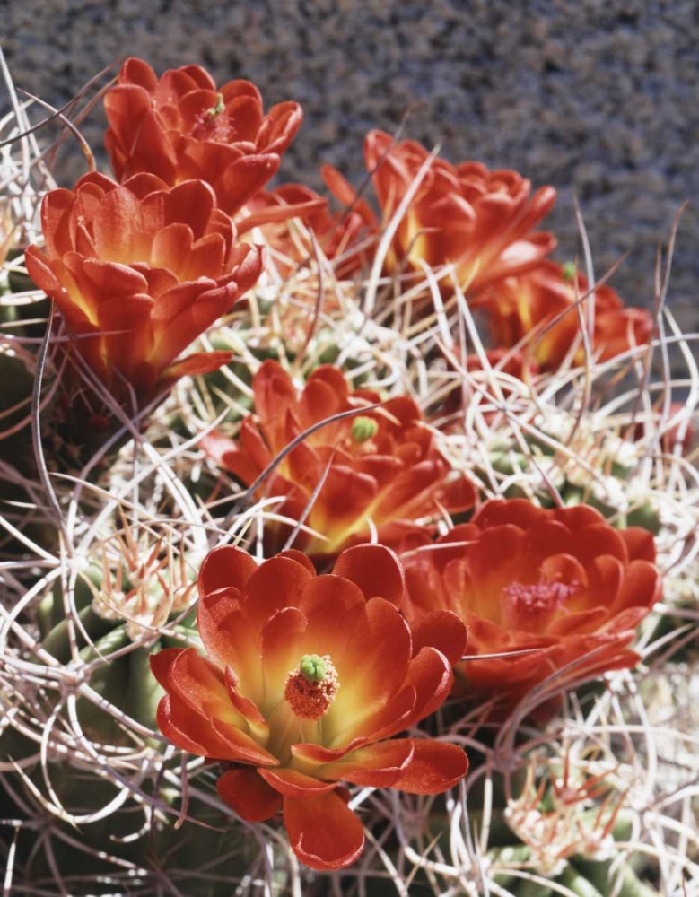 California, Joshua Tree NP Claret Cup Cactus art print by Christopher Talbot Frank for $57.95 CAD