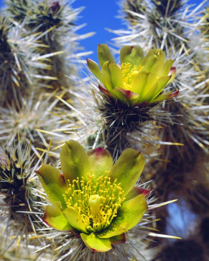 CA, Joshua Tree NP Silver Cholla Cactus flowers art print by Christopher Talbot Frank for $57.95 CAD