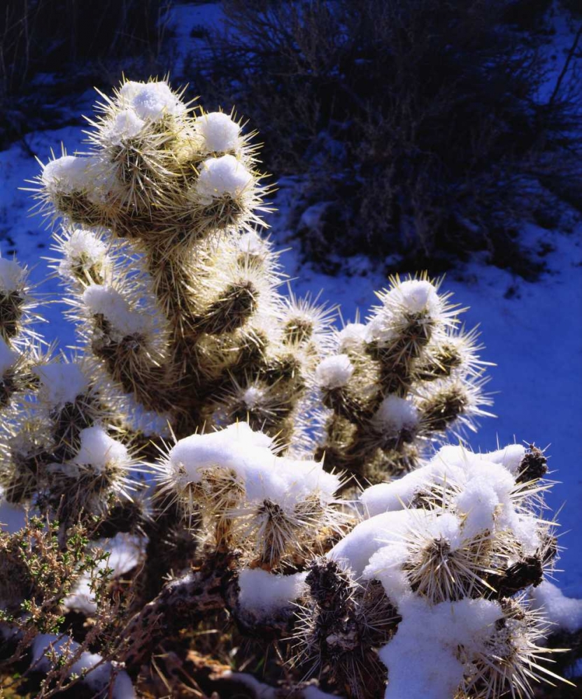 CA, Joshua Tree NP Snow-covered Cholla Cactus art print by Christopher Talbot Frank for $57.95 CAD
