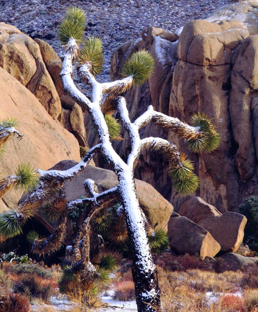 California Snow-covered Joshua Tree art print by Christopher Talbot Frank for $57.95 CAD