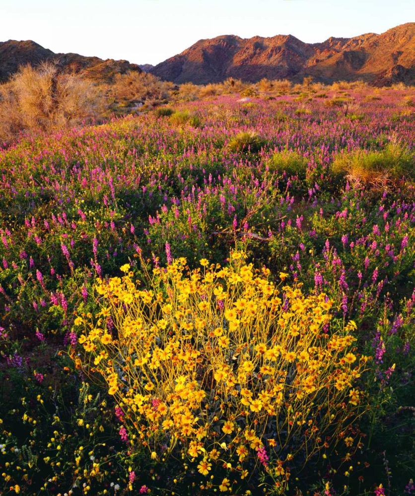 USA, California, Joshua Tree NP Wildflowers art print by Christopher Talbot Frank for $57.95 CAD