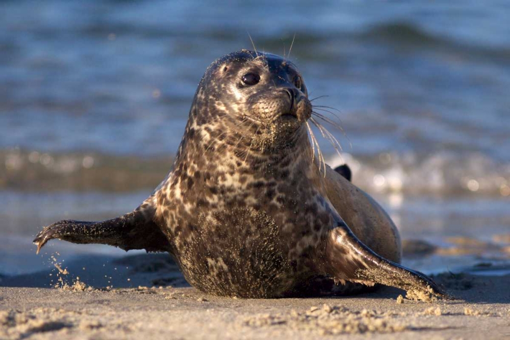 CA, La Jolla A baby seal in Childrens Pool art print by Christopher Talbot Frank for $57.95 CAD