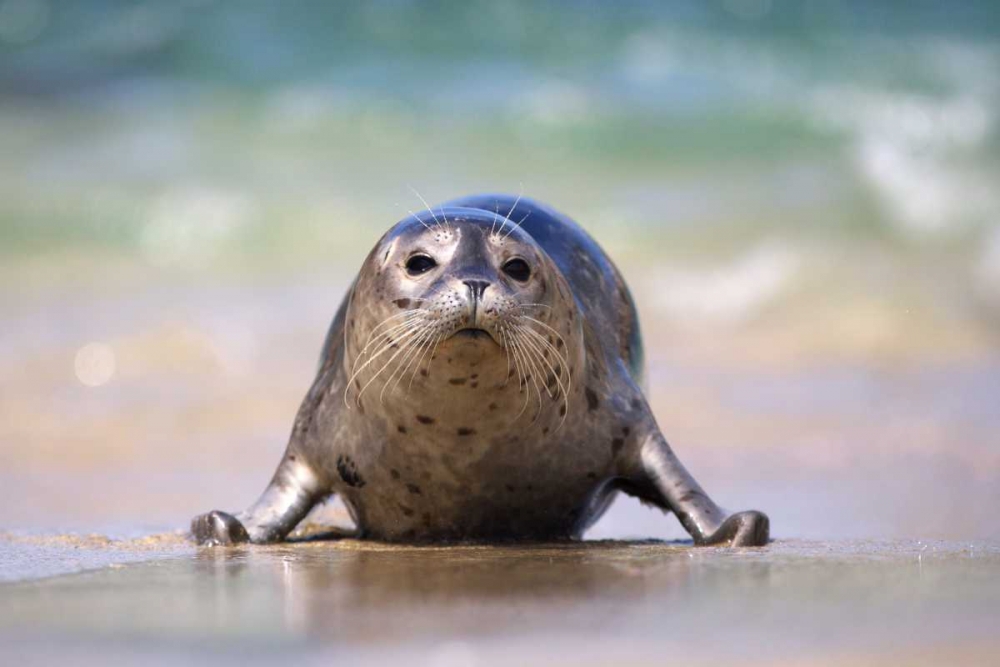 California, La Jolla A baby seal coming ashore art print by Christopher Talbot Frank for $57.95 CAD