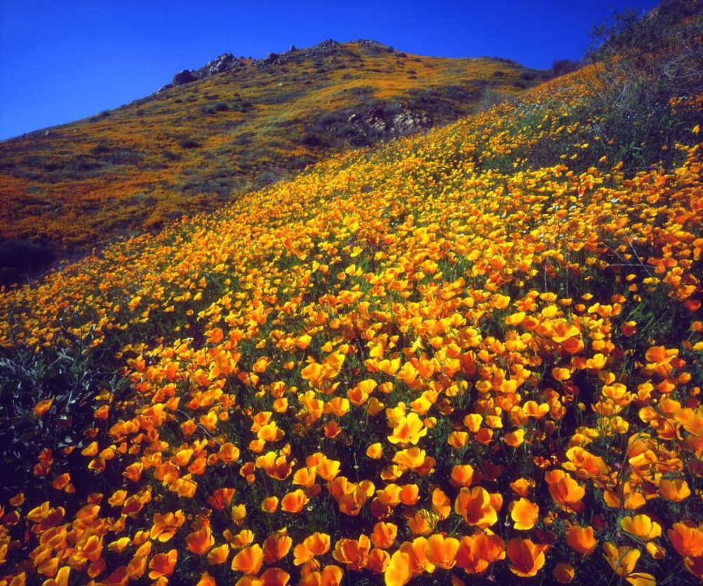California, Lake Elsinore California poppies art print by Christopher Talbot Frank for $57.95 CAD