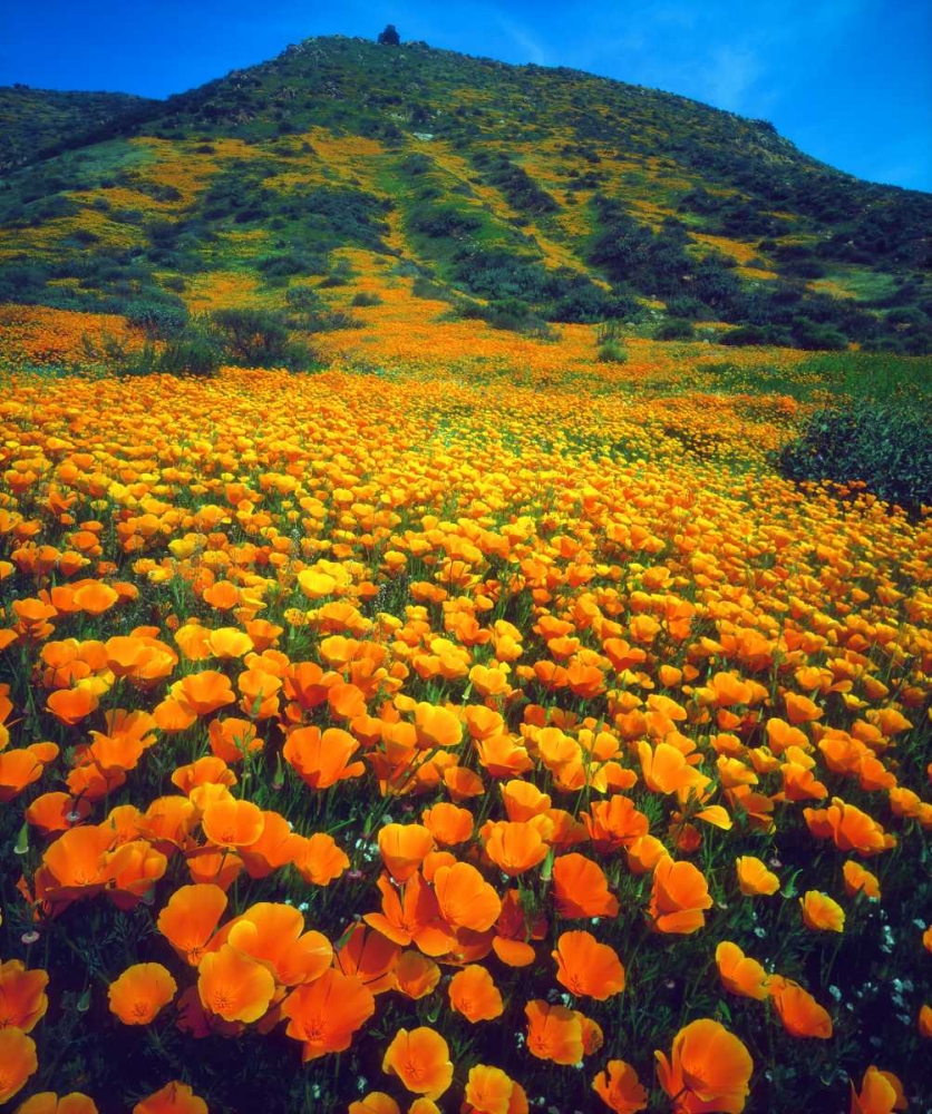 California, Lake Elsinore California poppies art print by Christopher Talbot Frank for $57.95 CAD