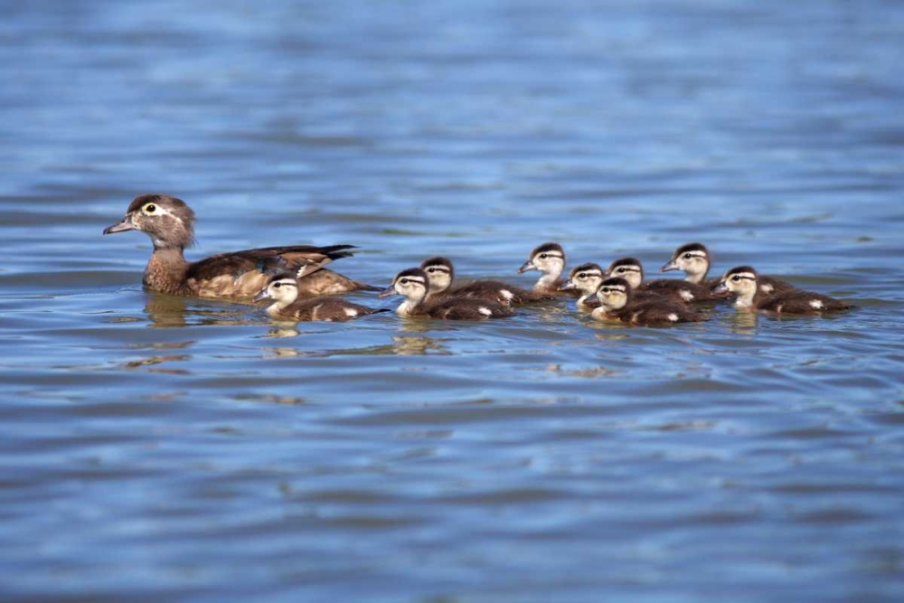 California Wood Ducklings on Lindo Lake art print by Christopher Talbot Frank for $57.95 CAD