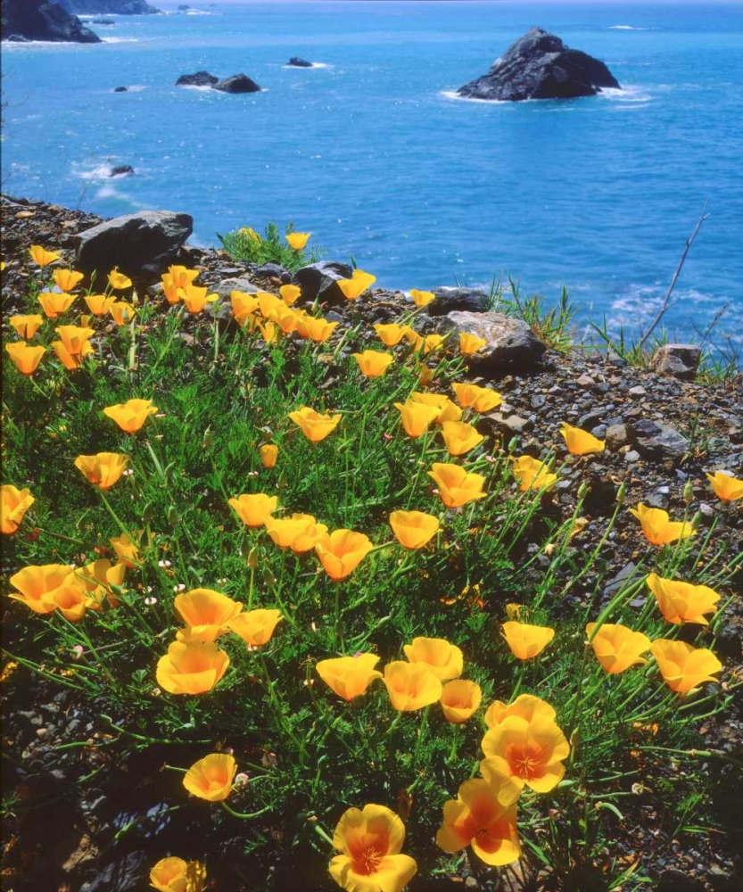 USA, California, Poppies along the Pacific Coast art print by Christopher Talbot Frank for $57.95 CAD