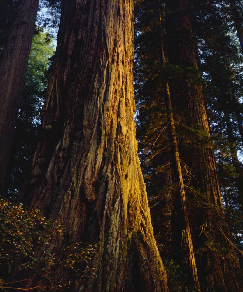 CA, Redwoods Old-growth Redwood tree at Sunset art print by Christopher Talbot Frank for $57.95 CAD