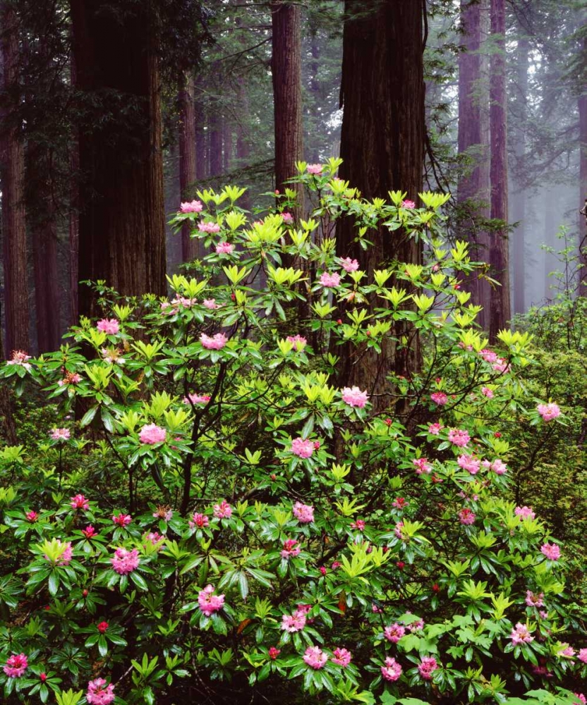 CA, Old-growth Redwood tree with Rhododendron art print by Christopher Talbot Frank for $57.95 CAD