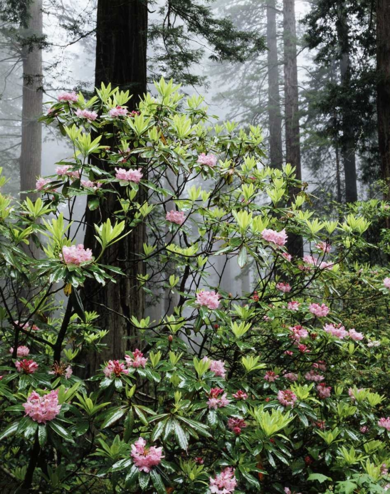 CA Redwood trees with Rhododendron Flowers art print by Christopher Talbot Frank for $57.95 CAD