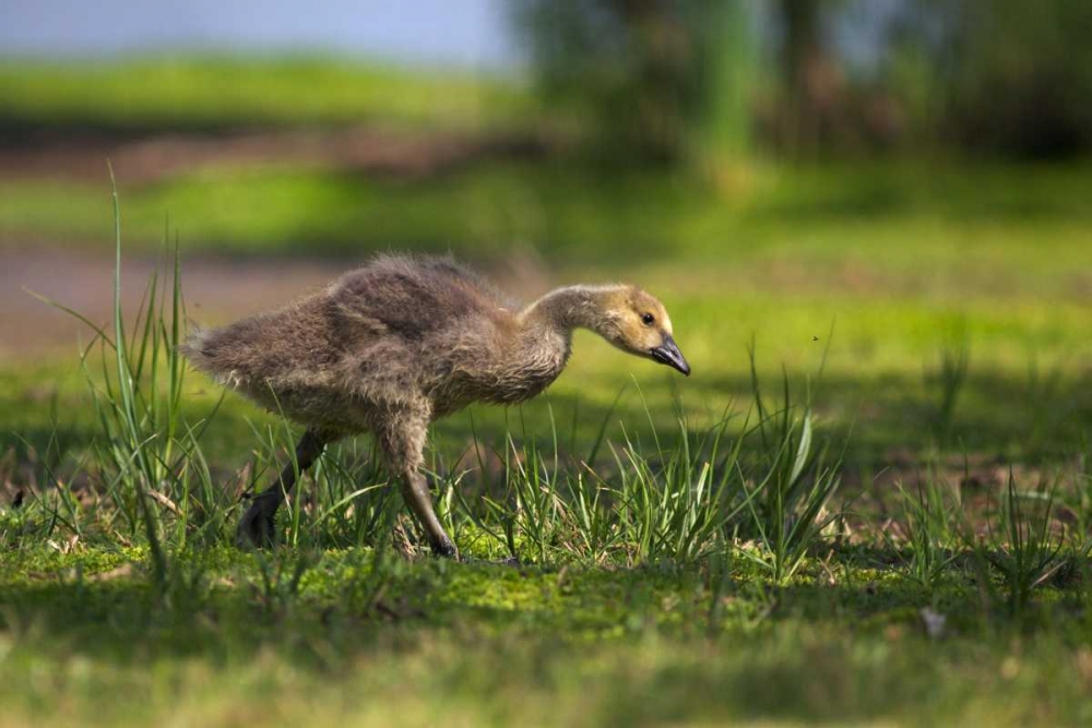 CA, San Diego, Lakeside, Canadian goose gosling art print by Christopher Talbot Frank for $57.95 CAD