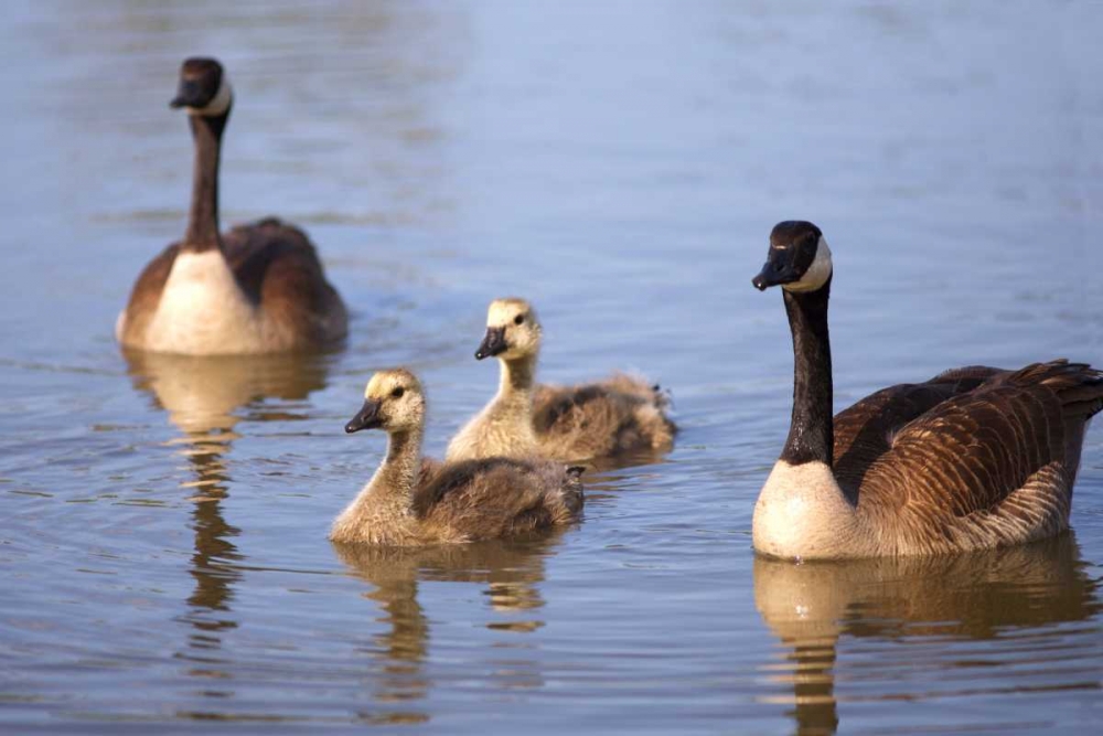 California, San Diego, Lakeside Canada Goslings art print by Christopher Talbot Frank for $57.95 CAD