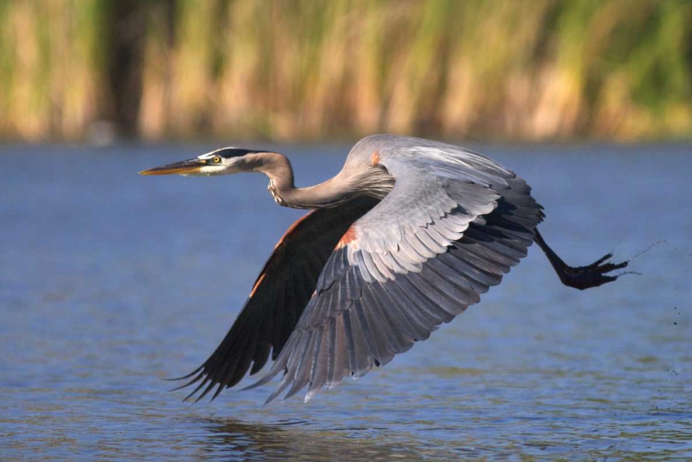 California, San Diego, Great Blue Heron flying art print by Christopher Talbot Frank for $57.95 CAD