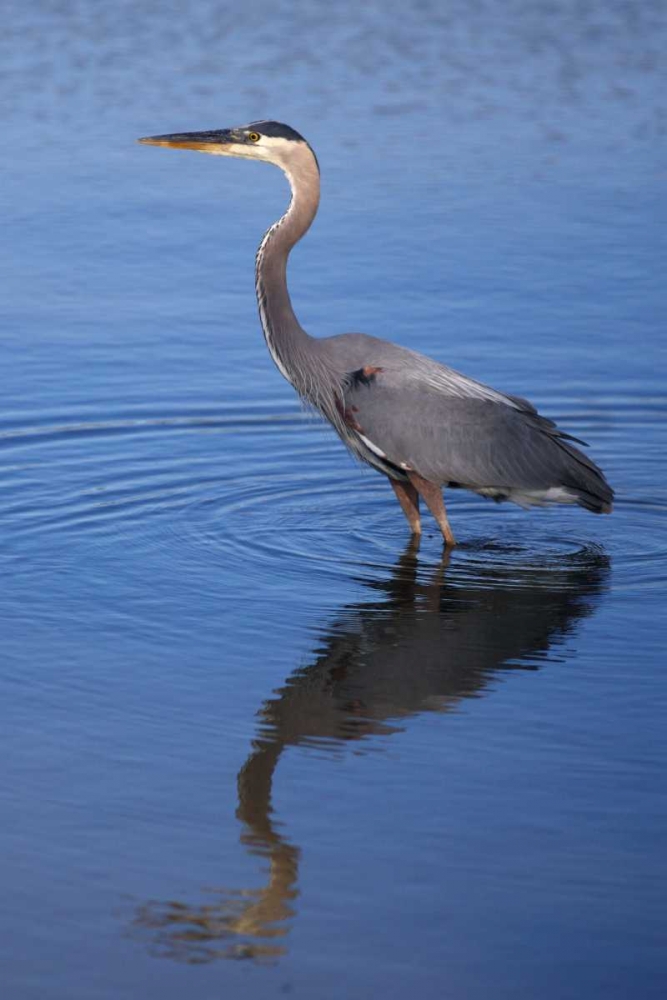 California, San Diego, Lakeside Great Blue Heron art print by Christopher Talbot Frank for $57.95 CAD