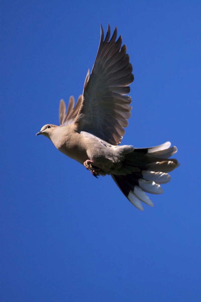 CA, San Diego, Lakeside Mourning Dove flying art print by Christopher Talbot Frank for $57.95 CAD