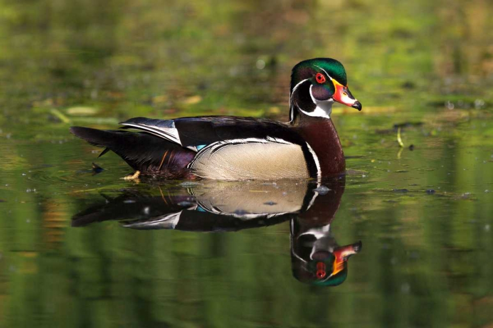 USA, California, San Diego, Lakeside Wood Duck art print by Christopher Talbot Frank for $57.95 CAD