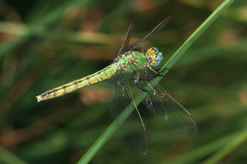 CA, San Diego, Mission Trails A Green Dragonfly art print by Christopher Talbot Frank for $57.95 CAD