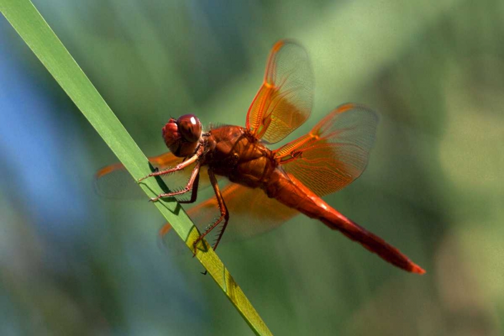 CA, San Diego, Mission Trails A Orange Dragonfly art print by Christopher Talbot Frank for $57.95 CAD