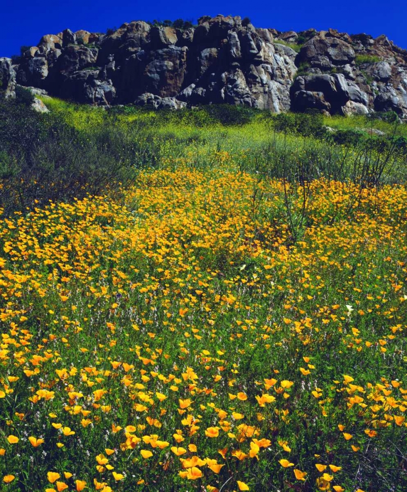 CA, San Diego, Mission Trails California Poppies art print by Christopher Talbot Frank for $57.95 CAD