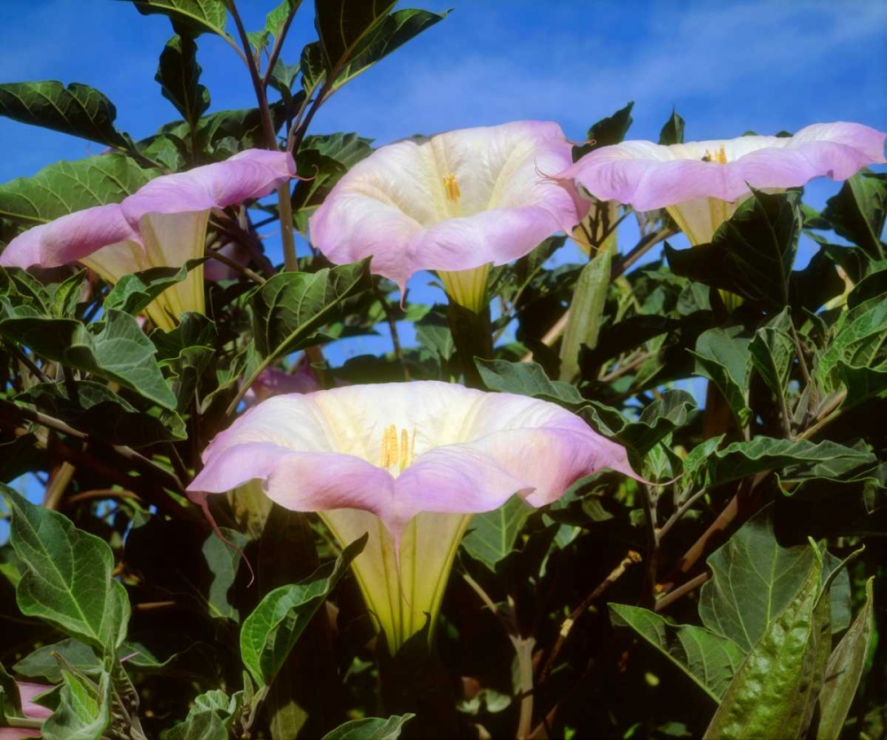 CA, San Diego, Mission Trails Datura flowers art print by Christopher Talbot Frank for $57.95 CAD