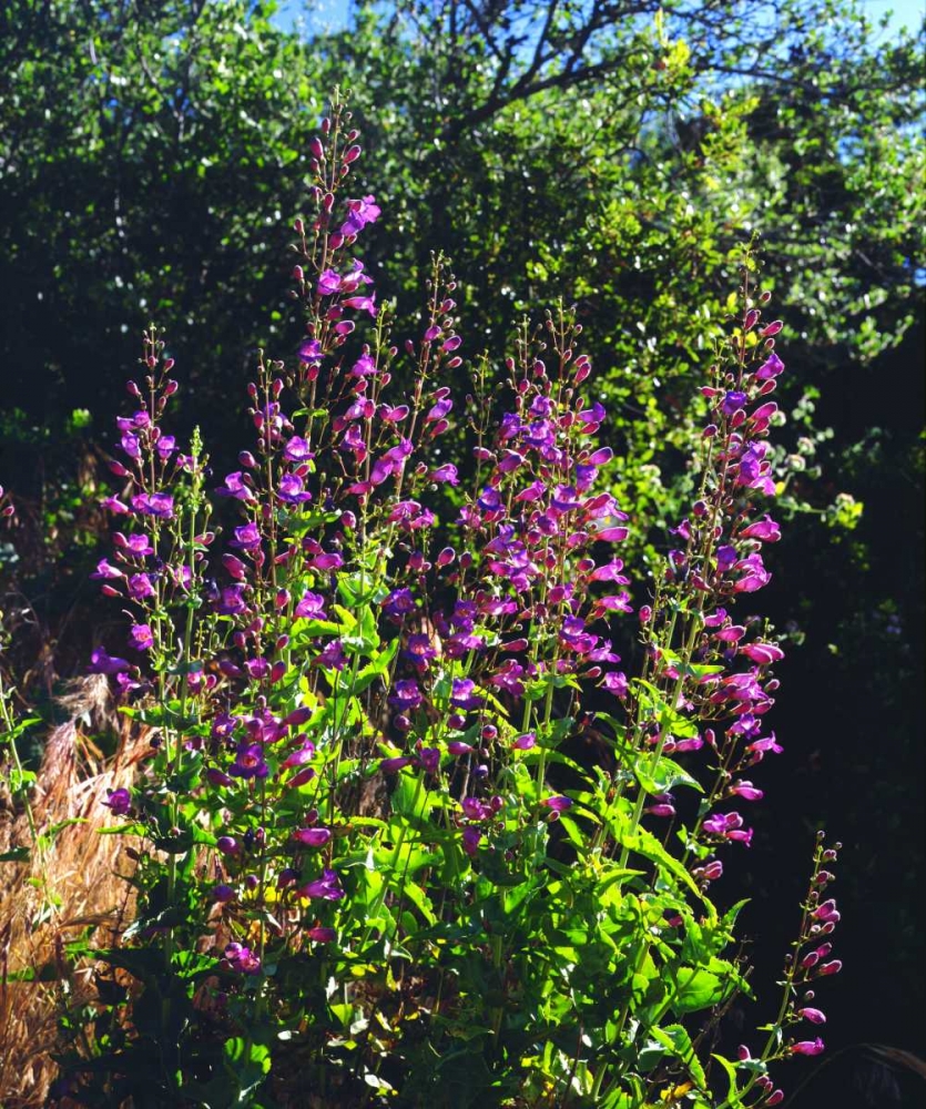 CA, San Diego, Mission Trails Showy Penstemon art print by Christopher Talbot Frank for $57.95 CAD