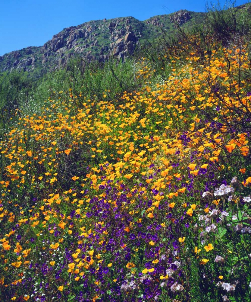 CA, San Diego, Mission Trails Park flowers art print by Christopher Talbot Frank for $57.95 CAD