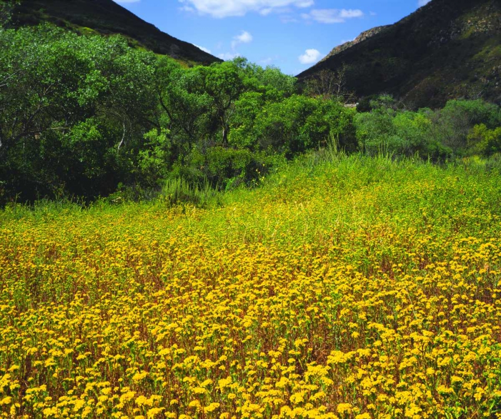 CA, San Diego, Mission Trails Park flowers art print by Christopher Talbot Frank for $57.95 CAD