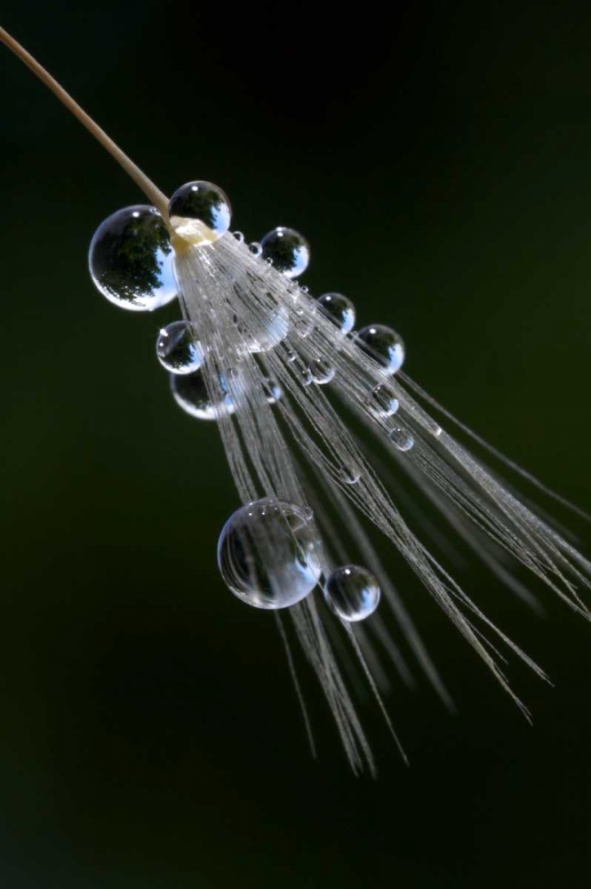 California, San Diego, Water drops on a dandelion art print by Christopher Talbot Frank for $57.95 CAD