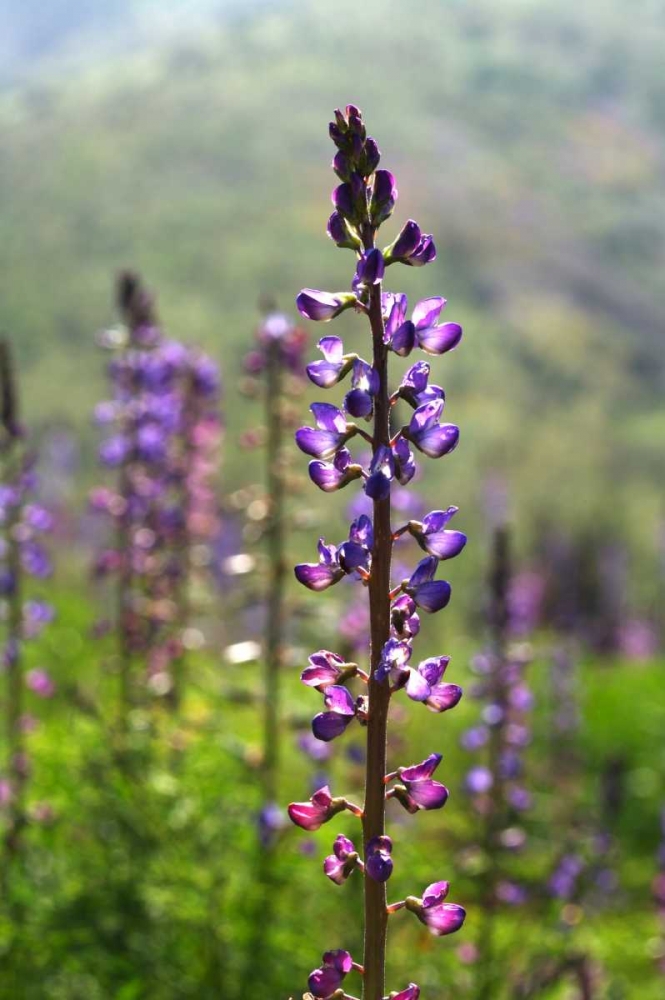 CA, San Diego Lupines in Rattlesnake Canyon art print by Christopher Talbot Frank for $57.95 CAD