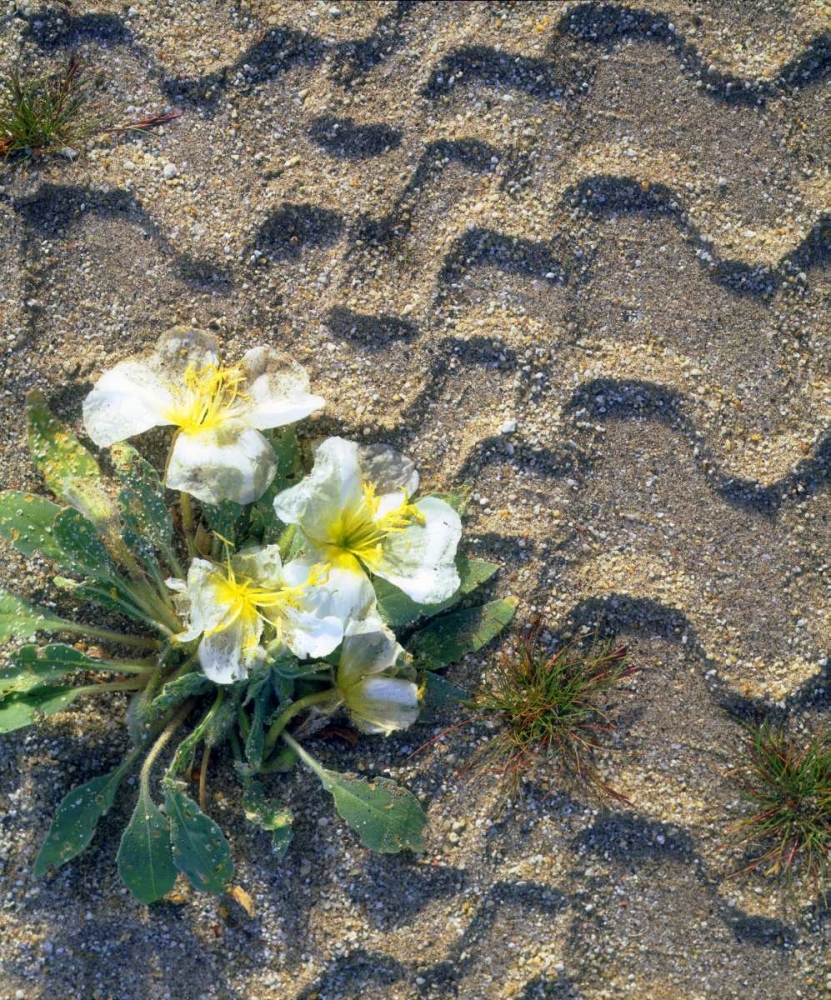 CA, San Diego Tire tracks over dune primrose art print by Christopher Talbot Frank for $57.95 CAD