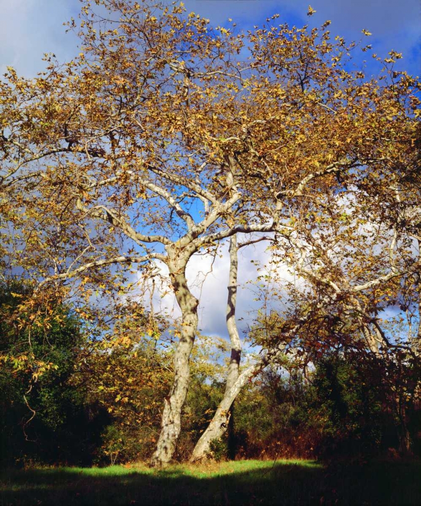USA, California, San Diego Sycamore Tree art print by Christopher Talbot Frank for $57.95 CAD