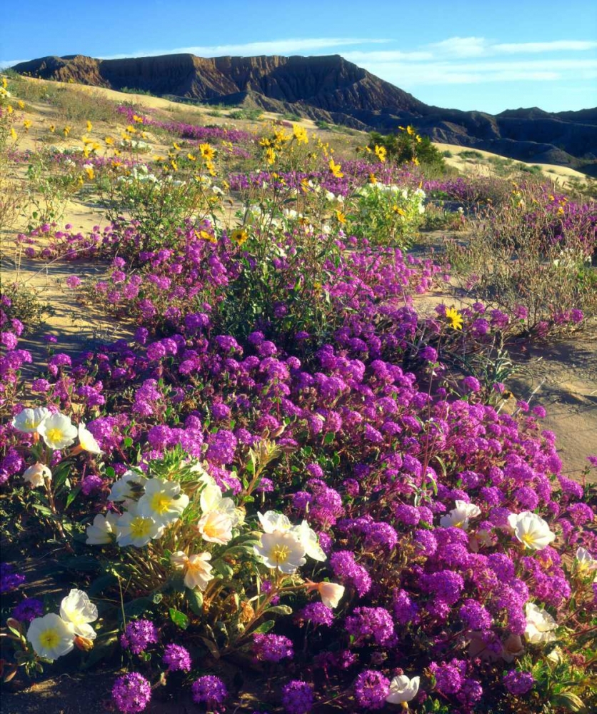 CA ,Anza-Borrego, flowers below Fonts Point art print by Christopher Talbot Frank for $57.95 CAD