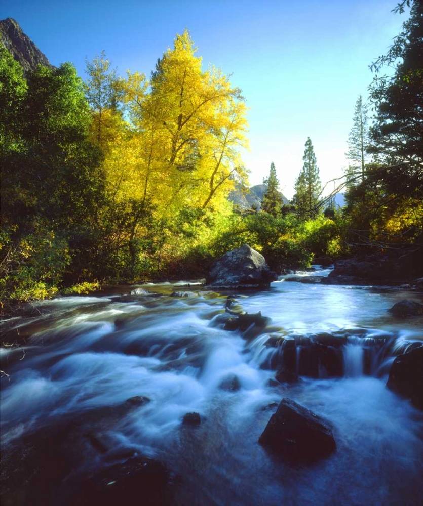 CA, Sierra Nevada, Autumn along a stream art print by Christopher Talbot Frank for $57.95 CAD