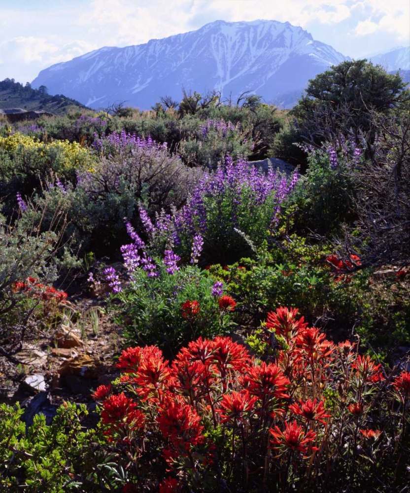 California, Sierra Nevada, Wildflowers art print by Christopher Talbot Frank for $57.95 CAD