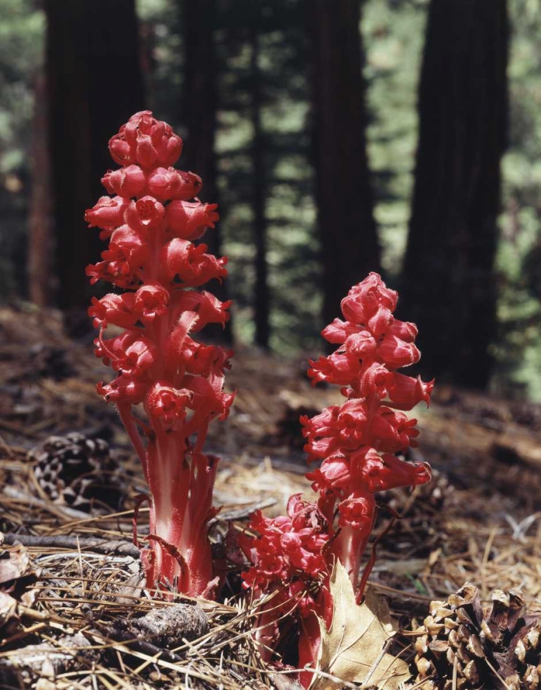 CA, Sierra Nevada Red forest plant art print by Christopher Talbot Frank for $57.95 CAD